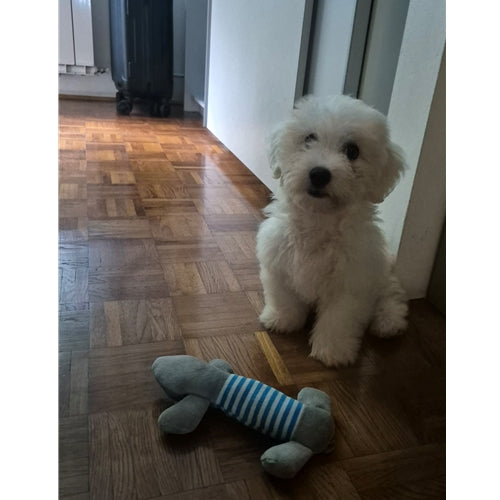 Mr.Pet spletna trgovina
