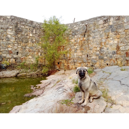 Mr.Pet spletna trgovina