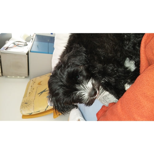 Mr.Pet spletna trgovina
