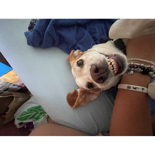 Mr.Pet spletna trgovina