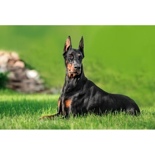 Mr.Pet spletna trgovina