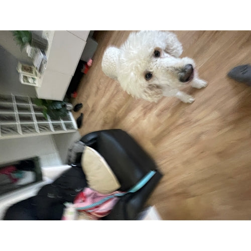 Mr.Pet spletna trgovina