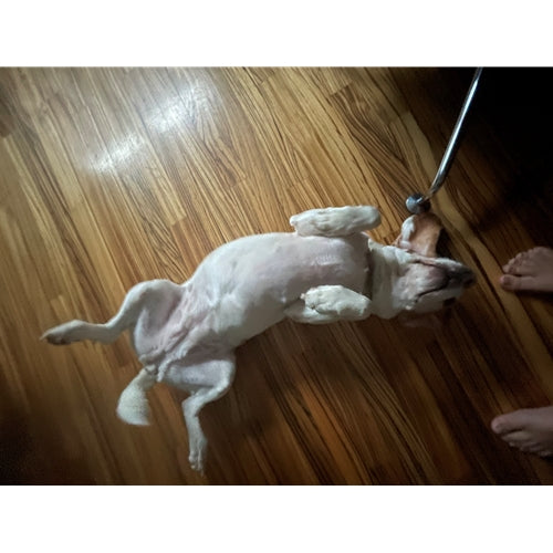 Mr.Pet spletna trgovina