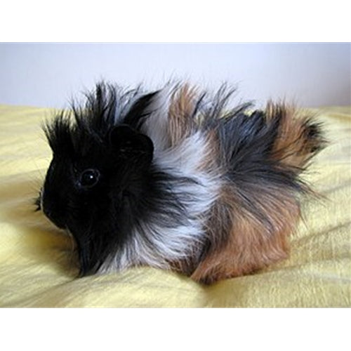 Mr.Pet spletna trgovina