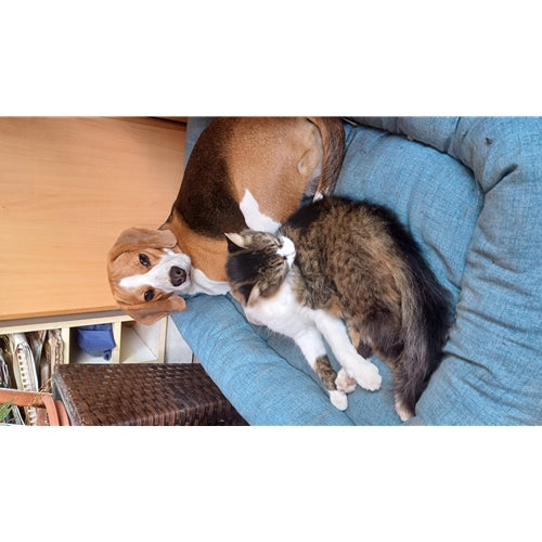 Mr.Pet spletna trgovina