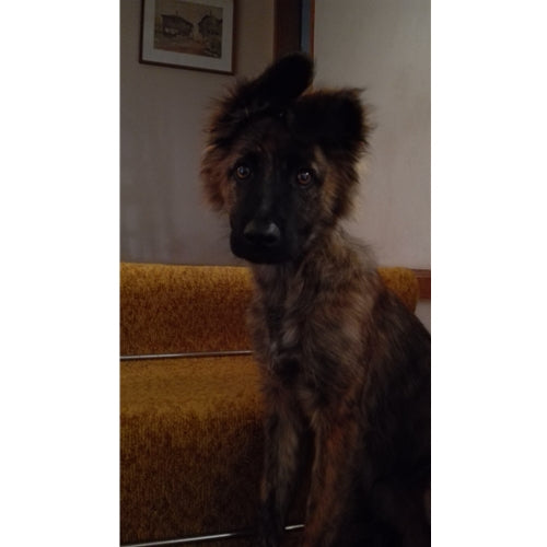 Mr.Pet spletna trgovina