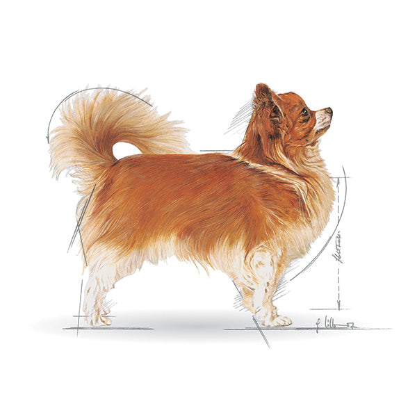 Royal Canin Chihuahua Adult - 1,5 kg (3)