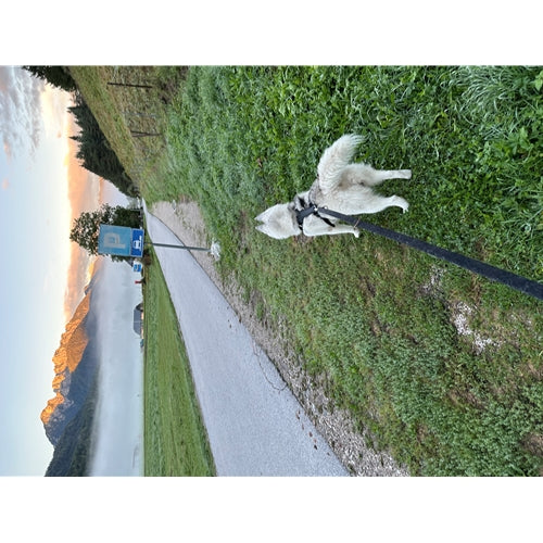 Mr.Pet spletna trgovina