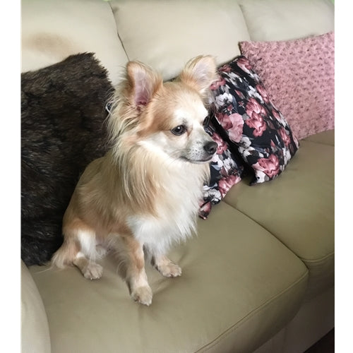 Mr.Pet spletna trgovina