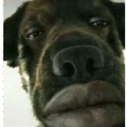 Mr.Pet spletna trgovina