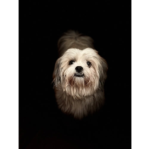 Mr.Pet spletna trgovina