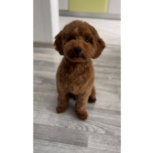 Mr.Pet spletna trgovina