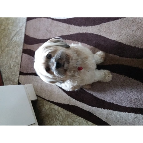 Mr.Pet spletna trgovina