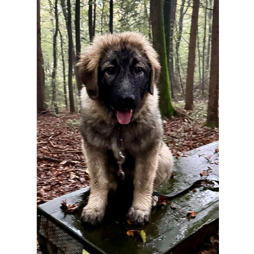 Mr.Pet spletna trgovina