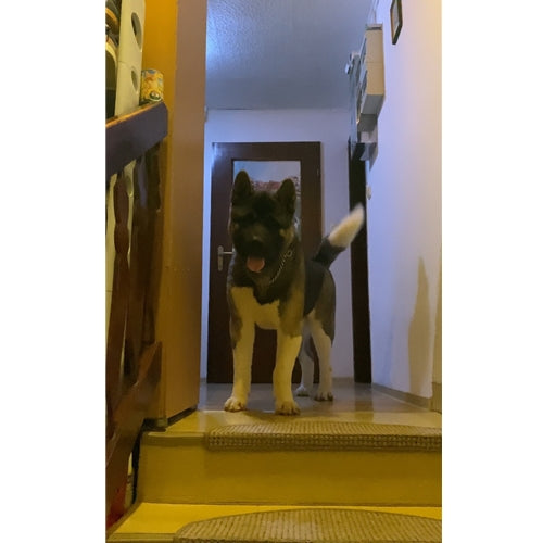 Mr.Pet spletna trgovina
