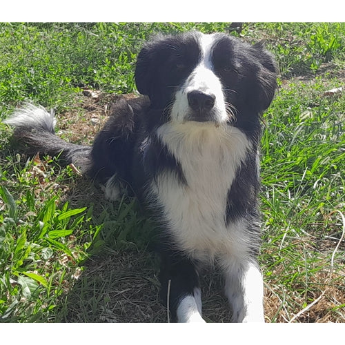 Mr.Pet spletna trgovina