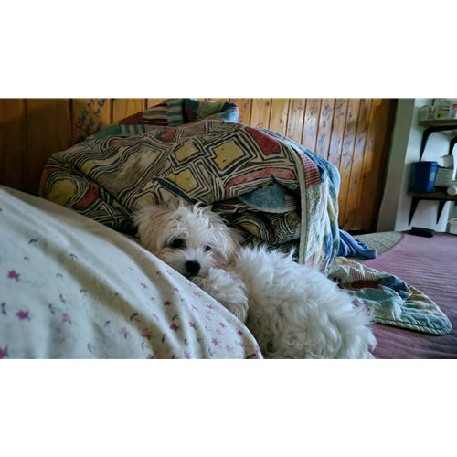 Mr.Pet spletna trgovina