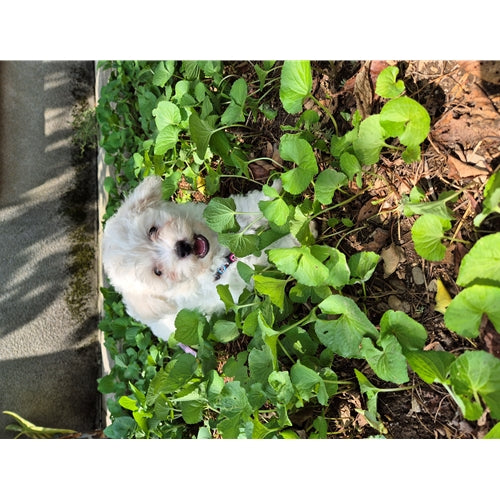 Mr.Pet spletna trgovina