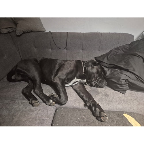 Mr.Pet spletna trgovina