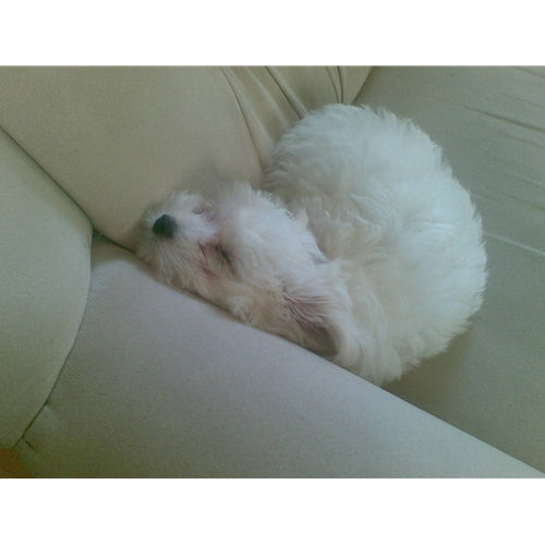 Mr.Pet spletna trgovina