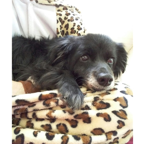 Mr.Pet spletna trgovina