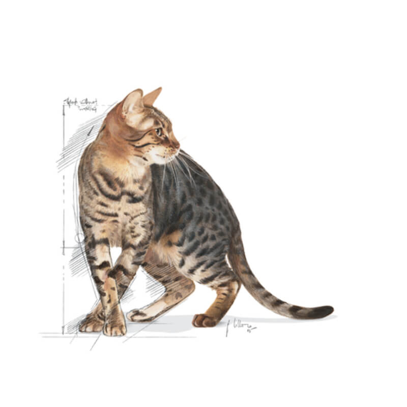 Royal Canin Outdoor +7 - 2 kg (4)