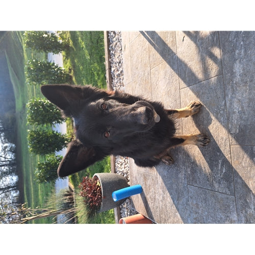 Spletna trgovina Mr.Pet