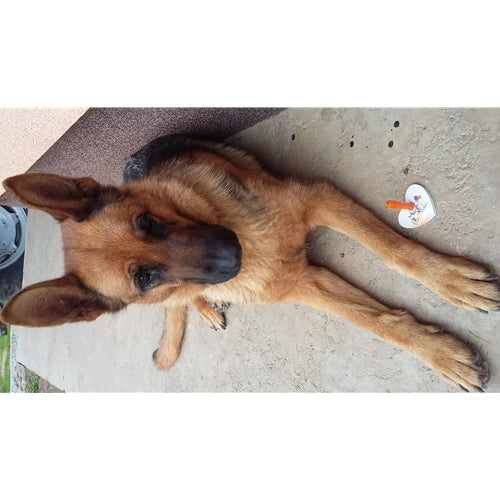 Mr.Pet spletna trgovina