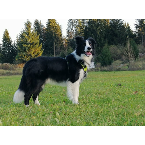 Mr.Pet spletna trgovina
