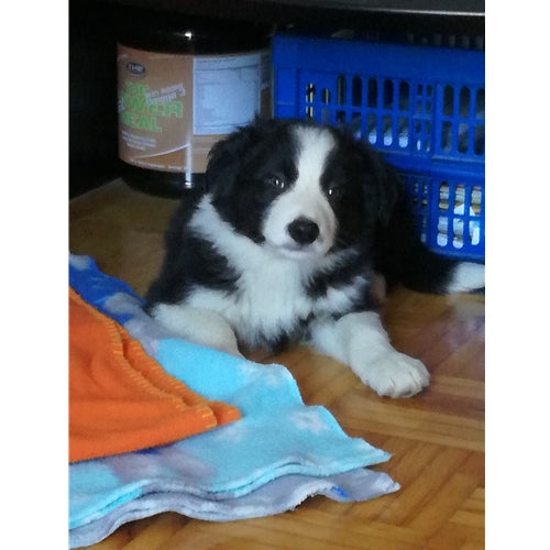 Mr.Pet spletna trgovina