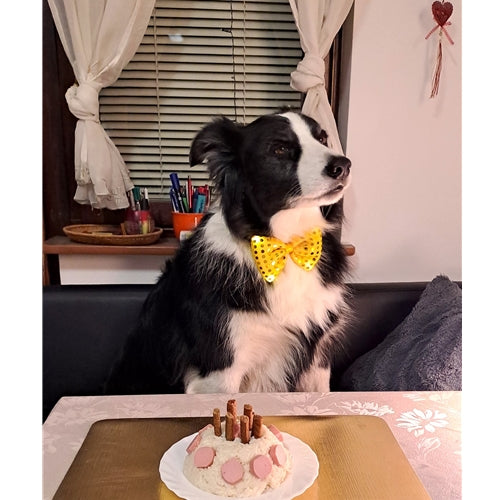 Mr.Pet spletna trgovina