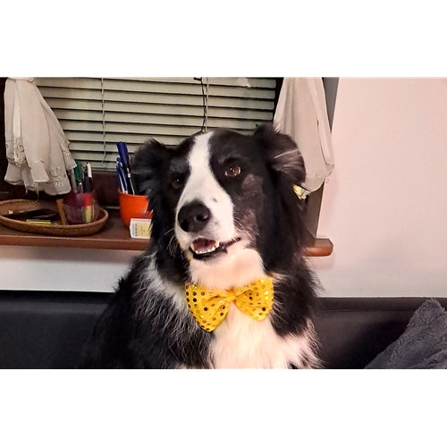 Mr.Pet spletna trgovina