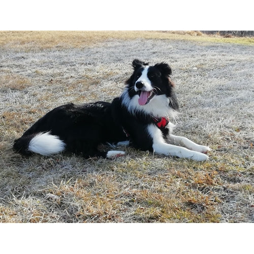 Mr.Pet spletna trgovina