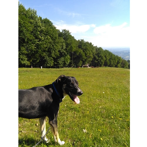 Mr.Pet spletna trgovina