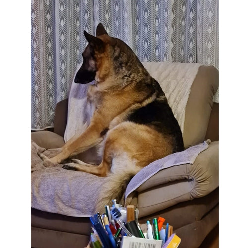 Mr.Pet spletna trgovina