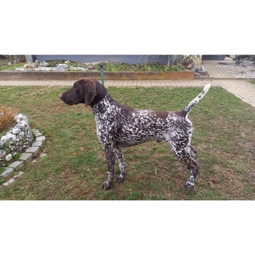 Mr.Pet spletna trgovina
