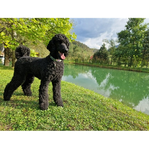Mr.Pet spletna trgovina