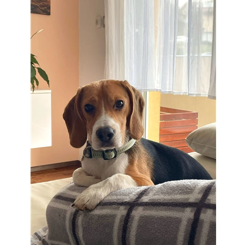 Mr.Pet spletna trgovina