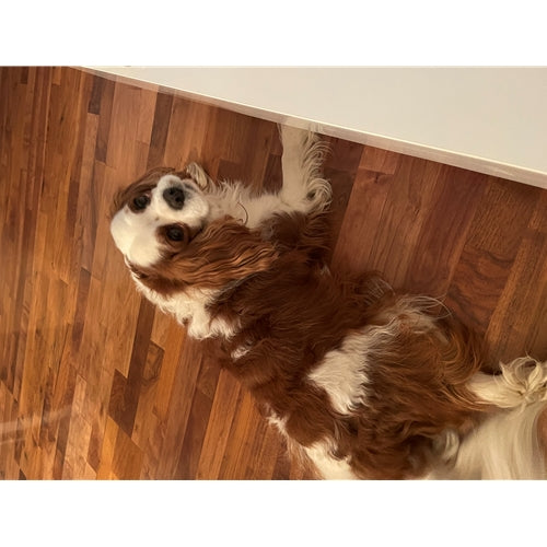 Mr.Pet spletna trgovina