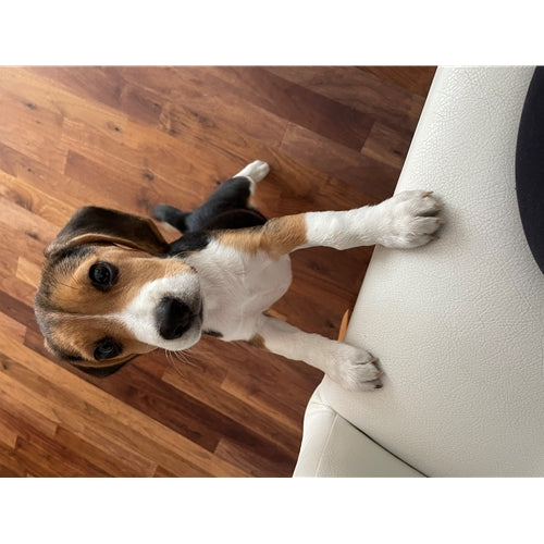 Mr.Pet spletna trgovina