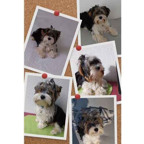 Mr.Pet spletna trgovina