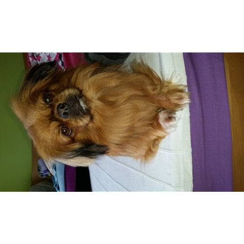Mr.Pet spletna trgovina