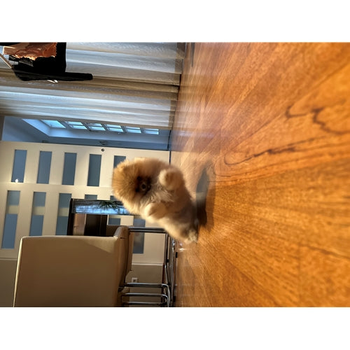 Mr.Pet spletna trgovina