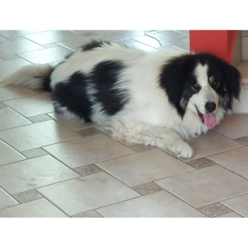 Mr.Pet spletna trgovina