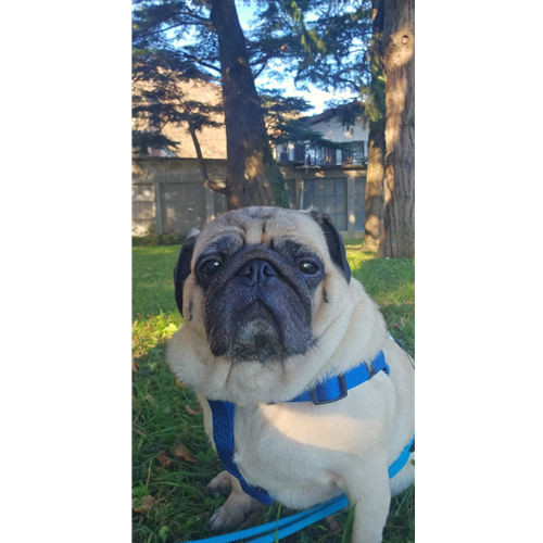Mr.Pet spletna trgovina