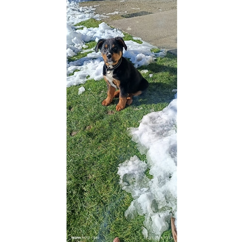Mr.Pet spletna trgovina