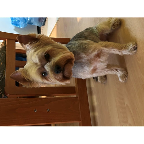 Mr.Pet spletna trgovina