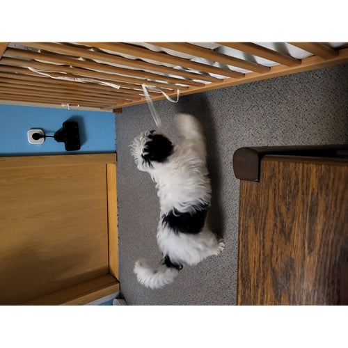 Mr.Pet spletna trgovina