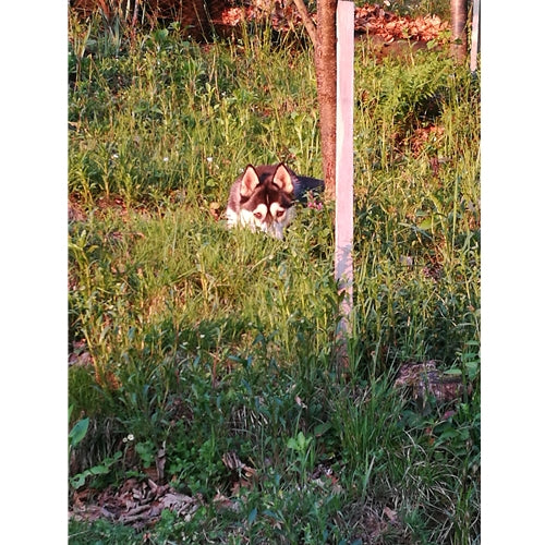 Mr.Pet spletna trgovina