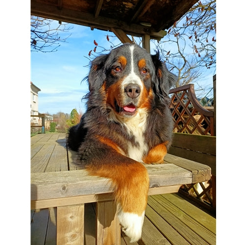 Mr.Pet spletna trgovina